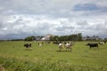 Herd of cows, bad rainy weather in cloudy skies, running in green pasture with farm in the background on the island of Royalty Free Stock Photo