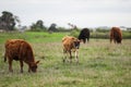 Herd of cows in a beautiful green field in Warrnambool, Victoria, Australia Royalty Free Stock Photo