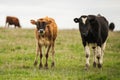 Herd of cows in a beautiful green field in Warrnambool, Victoria, Australia Royalty Free Stock Photo