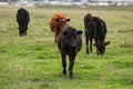 Herd of cows in a beautiful green field in Warrnambool, Victoria, Australia Royalty Free Stock Photo