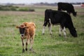 Herd of cows in a beautiful green field in Warrnambool, Victoria, Australia Royalty Free Stock Photo