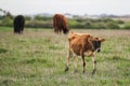 Herd of cows in a beautiful green field in Warrnambool, Victoria, Australia Royalty Free Stock Photo