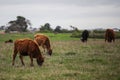 Herd of cows in a beautiful green field in Warrnambool, Victoria, Australia Royalty Free Stock Photo