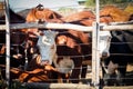 Herd of cows behind the fence farm Royalty Free Stock Photo