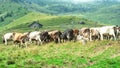 Herd of cows on the Bergamo Alps in Italy with her sheepdog Royalty Free Stock Photo