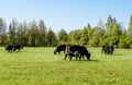 A herd of cows breed black Angus grazing in a green field Royalty Free Stock Photo