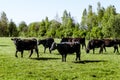 A herd of cows breed black Angus grazing in a green field Royalty Free Stock Photo