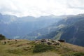 Herd of cows of breed Swiss brown having rest on alpine meadow in Switzerland. Royalty Free Stock Photo