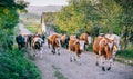 The herd of cows and buffalo returns home Royalty Free Stock Photo