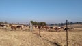 A herd of cows and bulls grazing on a dry grass field Royalty Free Stock Photo