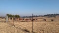 A herd of cows and bulls grazing on a dry grass field Royalty Free Stock Photo