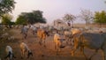 Herd of Cows in Burma