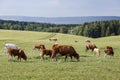 Herd of cows and calves grazing on a green meadow Royalty Free Stock Photo