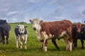 Herd of cows and calves Inquisitive Limousin, on a ranch Royalty Free Stock Photo