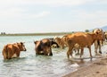 ..A herd of cows came to drink. Drought on pasture. A bull protects cows at a watering place Royalty Free Stock Photo