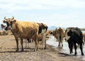 ..A herd of cows came to drink. Drought on pasture. A bull protects cows at a watering place Royalty Free Stock Photo