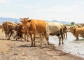 ..A herd of cows came to drink. Drought on pasture. A bull protects cows at a watering place Royalty Free Stock Photo