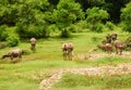 Herd of cows in china countryside