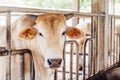 Herd of cows close-up on American Thai Brahman cows in cowshed on dairy farm. Agriculture Industry, Farming and Animal Husbandry.