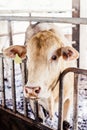 Herd of cows close-up on American Thai Brahman cows in cowshed on dairy farm. Agriculture Industry.