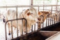 Herd of cows close-up on American Thai Brahman cows that standing in cowshed on dairy farm. Agriculture Industry.