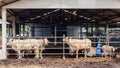 Herd of cows close-up on American Thai Brahman cows in cowshed on dairy farm. Agriculture Industry.