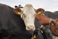 Herd of cows, close-up image of head of one cow nosy looking up, red and black and white; in the middle of a group of cows