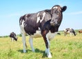 Herd of cows Royalty Free Stock Photo