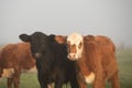 Herd of cows in the countryside of Uruguay