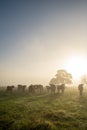 Herd of cows in the countryside of Uruguay