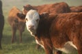 Herd of cows in the countryside of Uruguay.