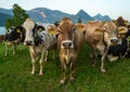 Herd of cows. Cow in alpine meadow. Cattle in green field. Cow in meadow. Pasture for cattle. Cow in the countryside Royalty Free Stock Photo