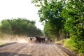 Herd of cows with cowherd on the country road.