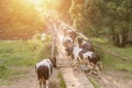 A herd of cows crossing the river along the bridge Royalty Free Stock Photo