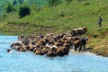 a herd of cows crossing a river