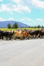 Herd of cows crossing the road in Fox Glacier, New Zealand Royalty Free Stock Photo