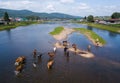 Herd of cows crossing the shallow river