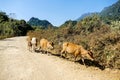 herd of cows, digital photo picture as a background Royalty Free Stock Photo