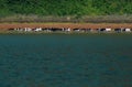 A herd of cows drinking by a lake under a mountain in a sunny day. Concept: Calmness and nature