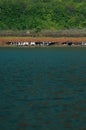 A herd of cows drinking by a lake under a mountain in a sunny day. Concept: Calmness and nature