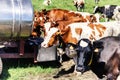 Herd of cows drinking water Royalty Free Stock Photo