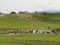 Herd of cows drinking water from lake in rural Tsalka. Javakheti volcanic plateau, Georgia. Royalty Free Stock Photo