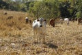 Herd of cows in a dry grass field. A cow is looking at the camera Royalty Free Stock Photo
