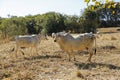 Herd of cows in a dry grass field. A cow is looking at the camera Royalty Free Stock Photo