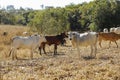 Herd of cows in a dry grass field. A cow is looking at the camera Royalty Free Stock Photo