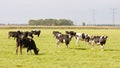 Herd of cows in a Dutch meadow Royalty Free Stock Photo