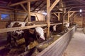 Herd of cows eating hay in cowshed on dairy farm Royalty Free Stock Photo