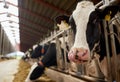 Herd of cows eating hay in cowshed on dairy farm Royalty Free Stock Photo