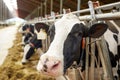 Herd of cows eating hay in cowshed on dairy farm Royalty Free Stock Photo