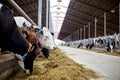 Herd of cows eating hay in cowshed on dairy farm Royalty Free Stock Photo